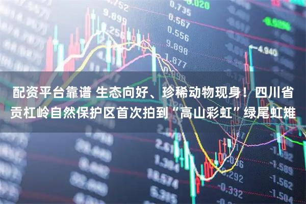 配资平台靠谱 生态向好、珍稀动物现身！四川省贡杠岭自然保护区首次拍到“高山彩虹”绿尾虹雉
